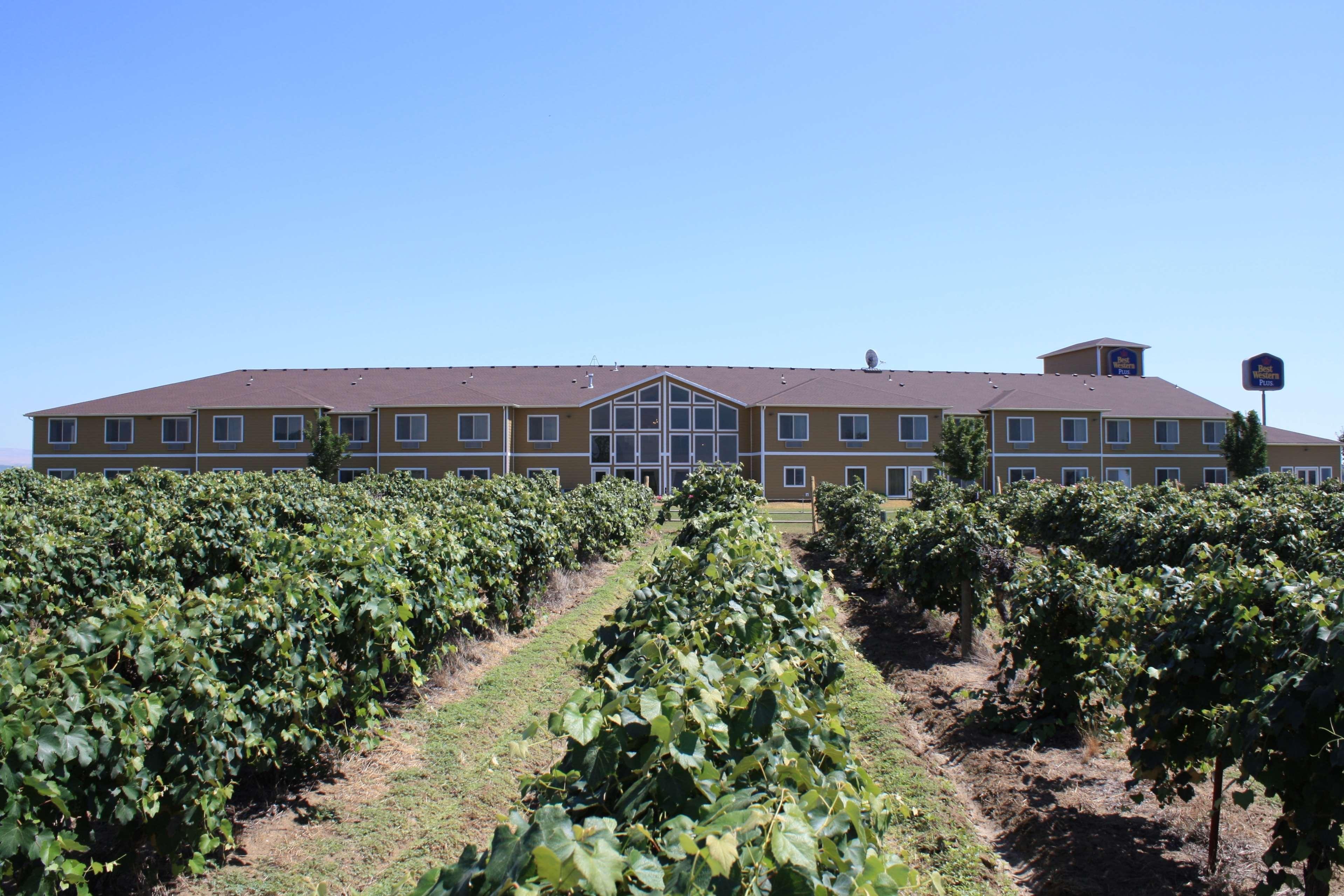 Western Grapevine Hotel Sunnyside
